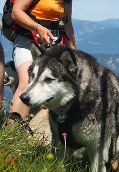 Mit den Huskies unterwegs